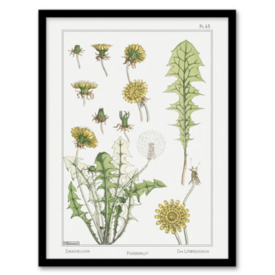 B&Q -  Maurice Pillard Verneuil Framed Wall Art Print Dandelion Flower PlantA3 Size