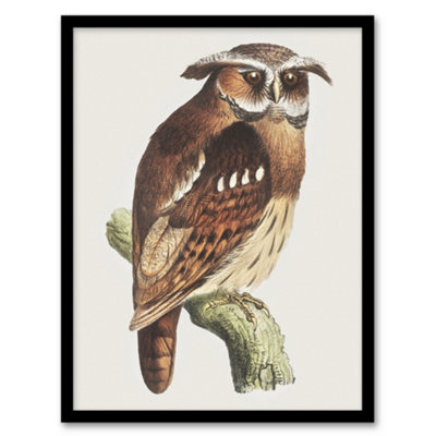 Artery8 Theo Van Hoytema Framed Wall Art Print Eagle Owl Perched On A BranchA3 Size from B&Q