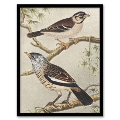 B&Q -  Theo Van Hoytema Framed Wall Art Print Two Birds On Tree BranchesA3 Size