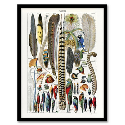 B&Q -  Adolphe Millot Framed Wall Art Print Plumes Exotic Bird FeathersA3 Size