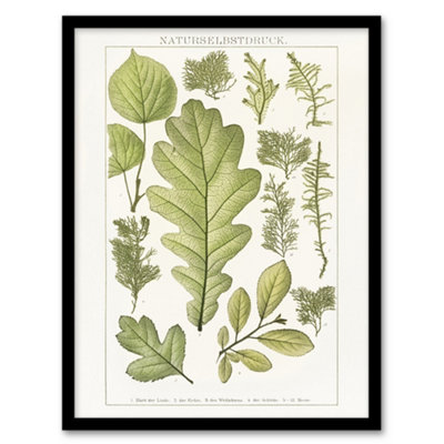 B&Q -  Brockhaus Lexikon Framed Wall Art Print Plant Lover Botanical LeavesA3 Size