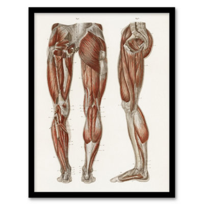 Artery8 Carl Ernst Bock Framed Wall Art Print Leg And Feet Muscle AnatomyA3 Size from B&Q