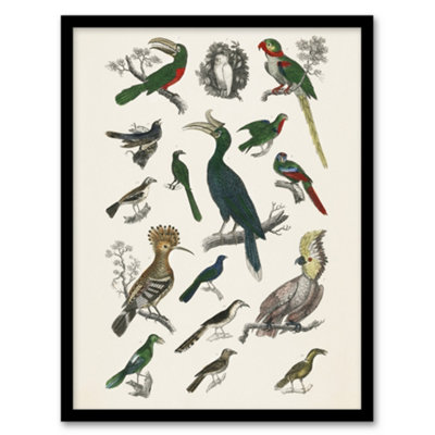 Artery8 Oliver Goldsmith Framed Wall Art Various Birds Vintage Illustration - A3 Size B&Q