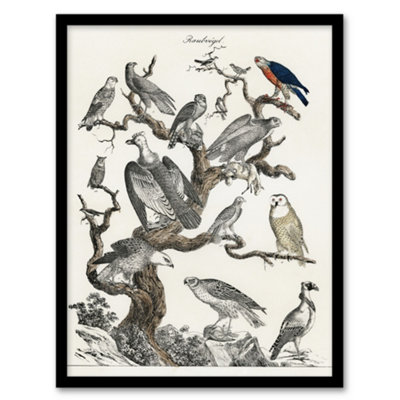 Artery8 Vintage Illustration Framed Wall Art Birds Of Prey Perched On TreeA3 Size from B&Q