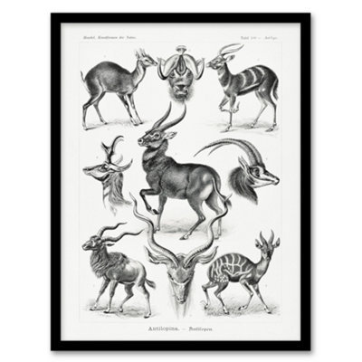 B&Q -  Ernst Haeckel Framed Wall Art Print Art Forms Of Nature AntilopeA3 Size
