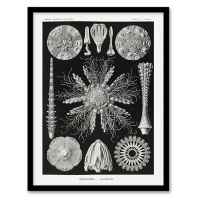 B&Q -  Ernst Haeckel Framed Wall Art Print Echinidea Sea Urchin SpeciesA3 Size
