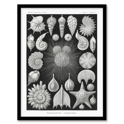 B&Q -  Ernst Haeckel Framed Wall Art Print Forams Vintage IllustrationA3 Size