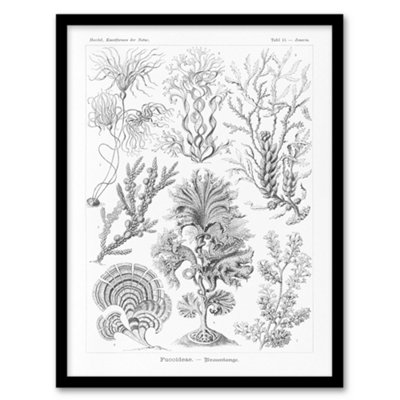 B&Q -  Ernst Haeckel Framed Wall Art Print Fucoideae Algae Seaweed SpeciesA3 Size