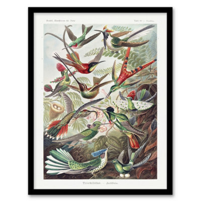 B&Q -  Ernst Haeckel Framed Wall Art Print Kolibri Birds Hummingbird SpeciesA3 Size