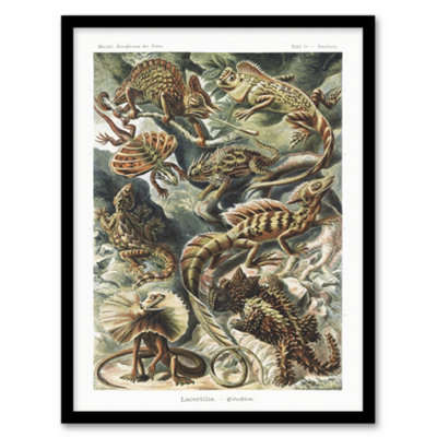 B&Q -  Ernst Haeckel Framed Wall Art Print Lacertilia Reptile Lizard SpeciesA3 Size