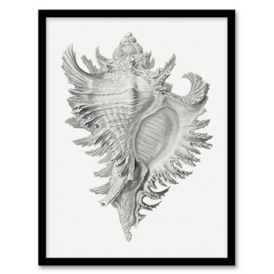 Artery8 Ernst Haeckel Framed Wall Art Print Whelk Sea Snail Shell DrawingA3 Size from B&Q