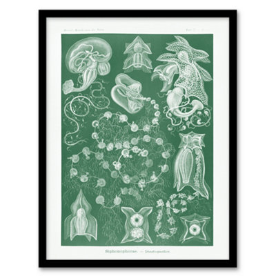 B&Q -  Haeckel Framed Wall Art Siphonophorae Vintage Marine IllustrationA3 Size