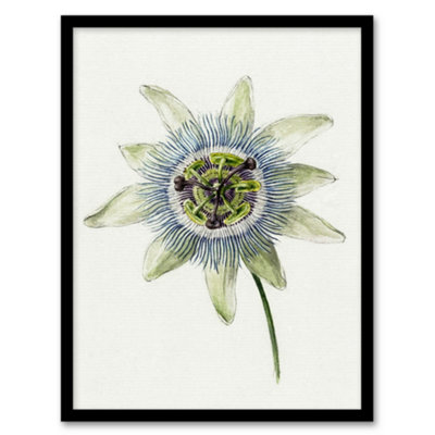 B&Q -  Jean Bernard Framed Wall Art Passion Flower Bloom Floral DrawingA3 Size