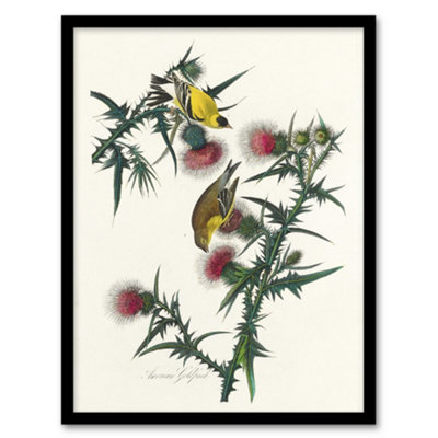 Artery8 John James Audubon Framed Wall Art American Goldfinch And ThistleA3 Size from B&Q