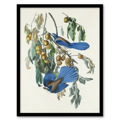 Artery8 John James Audubon Framed Wall Art Florida Jay And Persimmon TreeA3 Size from B&Q