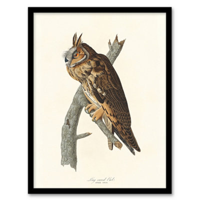 B&Q -  John James Audubon Framed Wall Art Birds Of America Long Eared OwlA3 Size