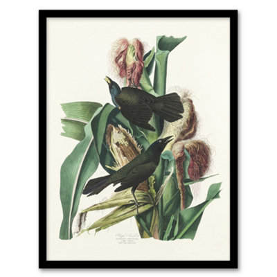 Artery8 John James Audubon Framed Wall Art Purple Grackle Crow BlackbirdA3 Size from B&Q