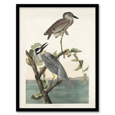 B&Q -  John James Audubon Framed Wall Art Print Yellow Crowned HeronA3 Size