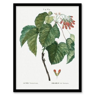 B&Q -  Pierre J Redoute Framed Wall Art Acer Tataricum Vintage BotanicalA3 Size