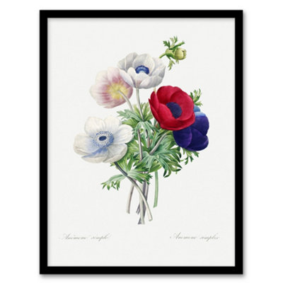 Artery8 Pierre J Redoute Framed Wall Art Anemone Flowers Vintage BotanicalA3 Size from B&Q