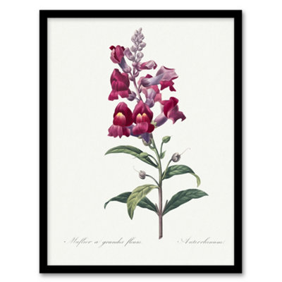 Artery8 Pierre Joseph Redoute Framed Wall Art Antirrhinum Dragon FlowersA3 Size from B&Q