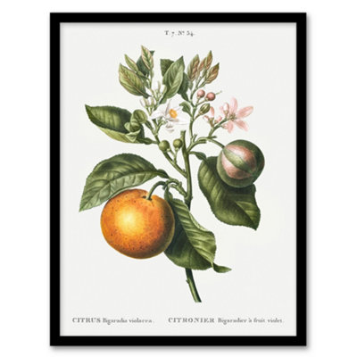 Artery8 Pierre J Redoute Framed Wall Art Bitter Orange Vintage BotanicalA3 Size from B&Q
