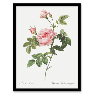 B&Q -  Pierre Joseph Redoute Framed Wall Art Boursault Rose Vintage FloralA3 Size