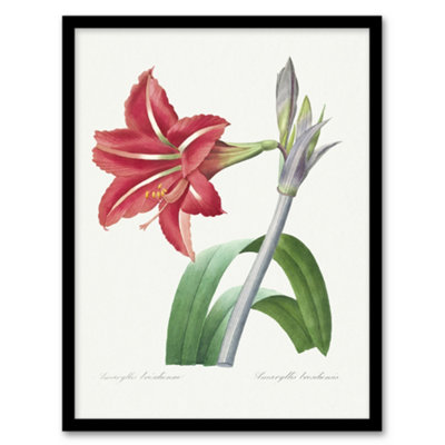 Artery8 Pierre Joseph Redoute Framed Wall Art Brazilian Amaryllis Flower - A3 Size
