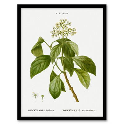 Artery8 Pierre J Redoute Framed Wall Art Print Climbing Hydrangea FlowersA3 Size from B&Q