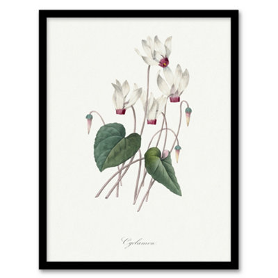 Artery8 Pierre J Redoute Framed Wall Art Cyclamen Vintage Floral IllustrationA3 Size from B&Q