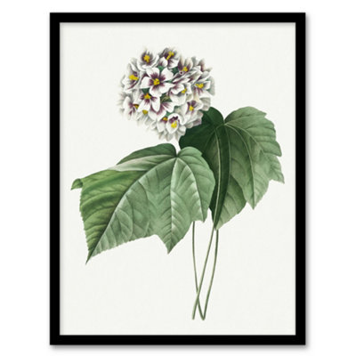 B&Q -  Pierre J Redoute Framed Wall Art Print White Dombeya Amelia FlowersA3 Size