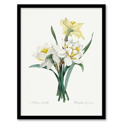Artery8 Pierre J Redoute Framed Wall Art Daffodil Vintage Floral IllustrationA3 Size from B&Q