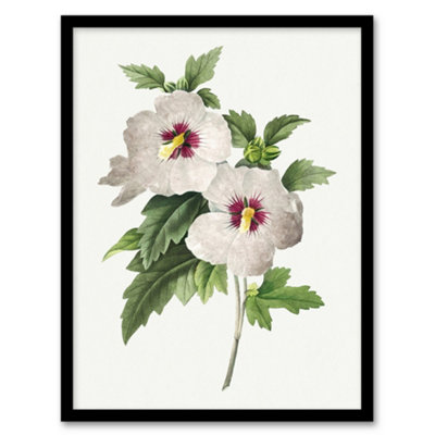 Artery8 Pierre J Redoute Framed Wall Art Vintage Hibiscus Flower IllustrationA3 Size from B&Q