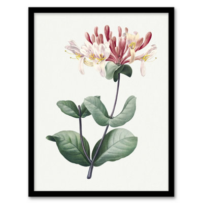 Artery8 Redoute Framed Wall Art Honeysuckle Vintage Botanical IllustrationA3 Size from B&Q