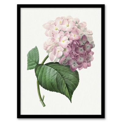 Artery8 Redoute Framed Wall Art Hydrangea Vintage Botanical IllustrationA3 Size from B&Q