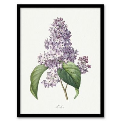 Artery8 Pierre J Redoute Framed Wall Art Lilac Vintage Floral IllustrationA3 Size from B&Q