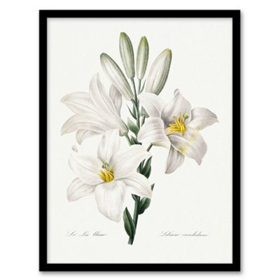 B&Q -  Redoute Framed Wall Art White Lily Vintage Botanical IllustrationA3 Size