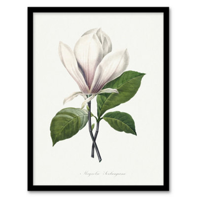B&Q -  Pierre Joseph Redoute Framed Wall Art Print Saucer Magnolia FlowerA3 Size