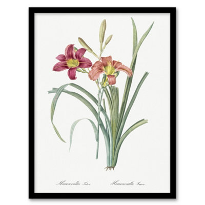 B&Q -  Redoute Framed Wall Art Orange Day Lily Vintage Floral IllustrationA3 Size