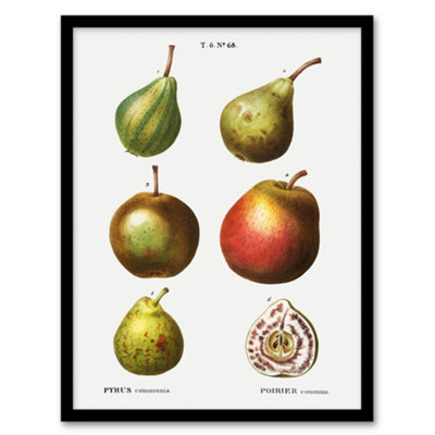 Artery8 Pierre J Redoute Framed Wall Art Pear Varieties Vintage IllustrationA3 Size from B&Q