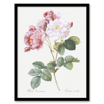 B&Q -  Redoute Framed Wall Art Vintage Pink Rosebush Flowers IllustrationA3 Size