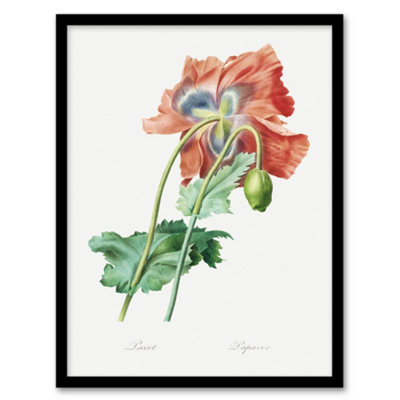 Artery8 Redoute Framed Wall Art Poppy Flower Vintage Botanical IllustrationA3 Size from B&Q