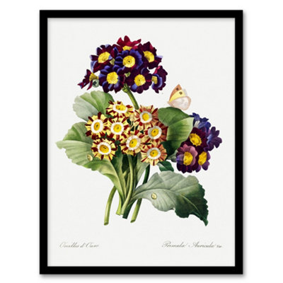 B&Q -  Redoute Framed Wall Art Primrose Flowers Vintage Floral IllustrationA3 Size