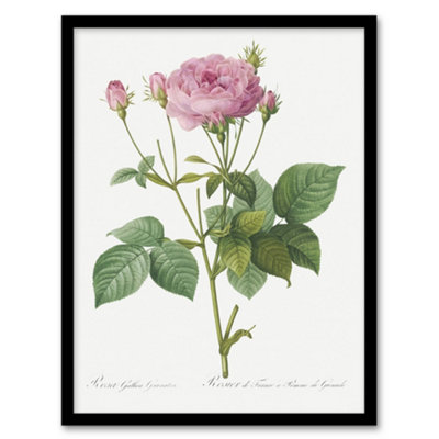 B&Q -  Redoute Framed Wall Art Print Gallic Rose Vintage Flower IllustrationA3 Size