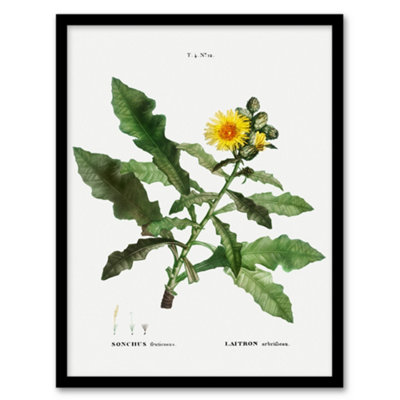 Artery8 Pierre Joseph Redoute Framed Wall Art Print Sow Thistle Flower BloomA3 Size from B&Q