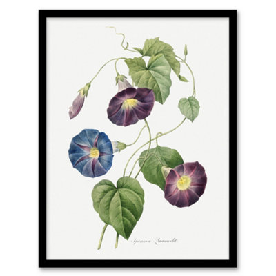 B&Q -  Pierre J Redoute Framed Wall Art Print Morning Glory Vintage FloralA3 Size