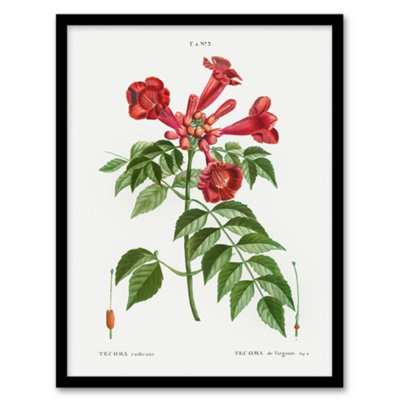B&Q -  Pierre Joseph Redoute Framed Wall Art Print Trumpet Vine FlowersA3 Size