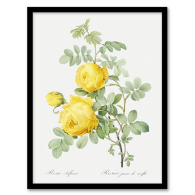 B&Q -  Pierre J Redoute Framed Wall Art Print Yellow Rose Vintage BotanicalA3 Size