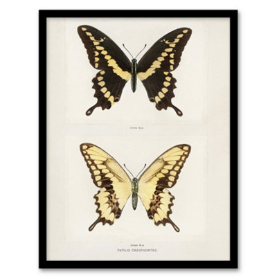 Artery8 Sherman Denton Framed Wall Art Print Giant Swallowtail ButterflyA3 Size from B&Q