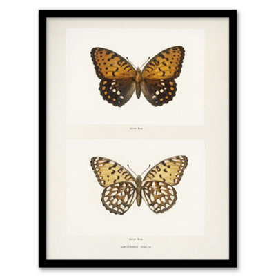 Artery8 Sherman Denton Framed Wall Art Print Regal Fritillary ButterflyA3 Size from B&Q